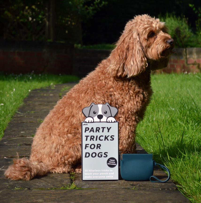 Happy dog performing a trick